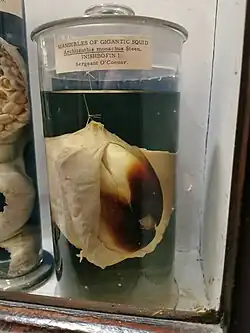 #37 (25/4/1875) Beak and buccal mass of giant squid caught on 25 April 1875, off Inishbofin, Connemara, Ireland, as it appeared at the National Museum of Ireland – Natural History in 2019.