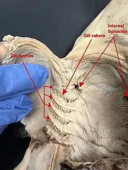 Image 5A ventral dissection of a pregnant female dogshark exposing its internal gill slits and internal spiracles. (from Shark anatomy)