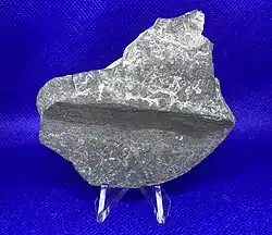 Image 32A piece of fossilized driftwood from the Middle Devonian (Givetian) of New York State. (from Evolutionary history of plants)