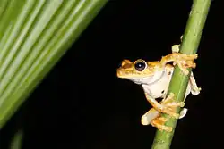 Image 32Gladiator treefrog (Hypsiboas rosenbergi), Osa Peninsula, Costa Rica (from Tree frog)