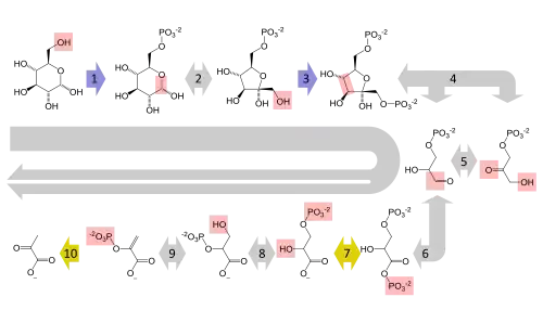 A summary pathway diagram of glycolysis, showing the multi-step conversion of glucose to pyruvate. Each step in the pathway is catalysed by a unique enzyme.