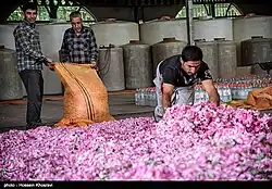 Bags of rose petals being unloaded in preparation for steeping