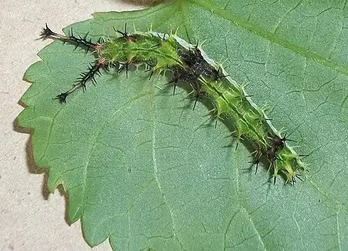 Captive-raised E. d. angulata larva (green)