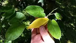 Fruit of Gonolobus suberosus