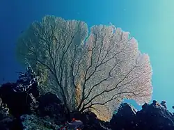 Annella mollis, a subergorgiid