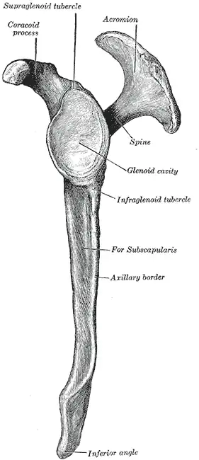 Left scapula. Lateral view.