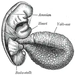 Human embryo of 2.6&nbsp;mm.
