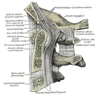 Median sagittal section through the occipital bone and first three cervical vertebræ
