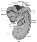 Reconstruction of peripheral nerves of a human embryo of 10.2&nbsp;mm. (Label for Diencephalon is at left.)