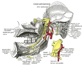 Mandibular division of trigeminal nerve, seen from the middle line