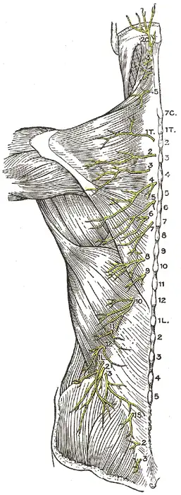 Diagram of the distribution of the cutaneous branches of the posterior divisions of the spinal nerves.