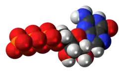 Space-filling model of the guanosine triphosphate anion
