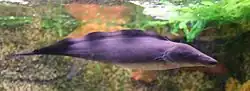 The knifefish Gymnarchus niloticus generates weak electric fields enabling it to detect and locate prey in turbid water.