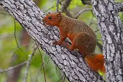 Brown squirrel