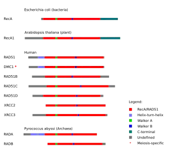 Graphic showing proteins from each domain of life. Each protein is shown horizontally, with homologous domains on each protein indicated by color.