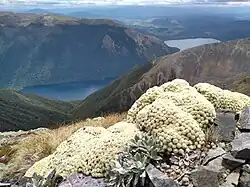 A vegetable sheep surveying its plant alpine domain