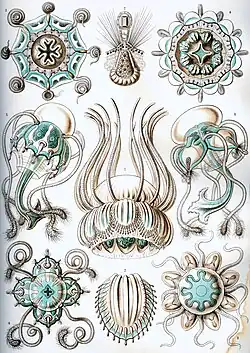 Trachylina (Narcomedusae)