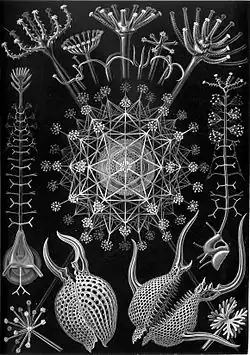 These are shells of planktonic protists called radiolarians, drawn by Ernst Haeckel (1904)