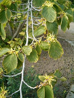 Branch of Hamamelis virginiana showing flowers and leaves