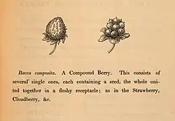 Black and white drawing of strawberry and cloudberry