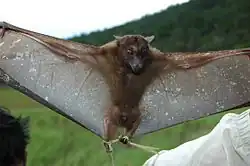 Brown bat