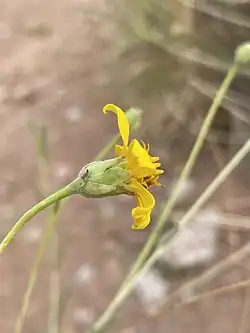 Flowering head, side view