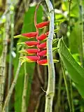 Heliconia rostrata Ruiz & Pav. (Hawaii, Maui)