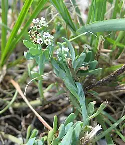 Variety curassavicum has the smallest flowers, only 2.5-3.5&nbsp;mm wide (Bahia Honda Key, Florida)