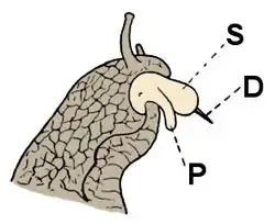 Drawing of head of mating H.&nbsp;pomatia with everted penis and dart sac shooting a love dart