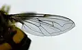 Wing of Helophilus antipodus