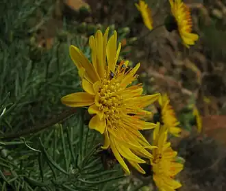 Heterolepis aliena, lateral aspect of flowerhead, showing protruding stamens and pistils]]