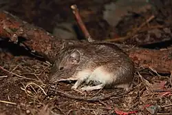Brown and white long-tailed rat