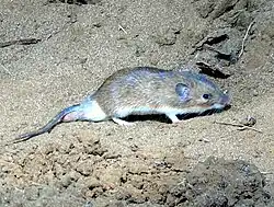 Brown and white long-tailed rat