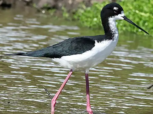 Hawaiian stilt at the pond