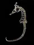 Crowned seahorse skeleton