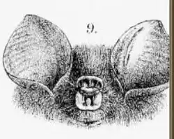 Drawing of bat head