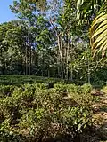 Tea grown in home-gardens by individual households - Ratnapura Dist