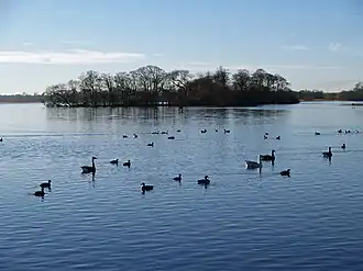 Swan Island on Hornsea Mere (2007)