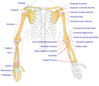 Human arm bones diagram.