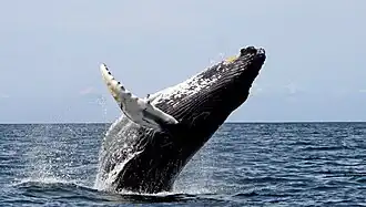 Humpback whale (megaptera novaeangliae)