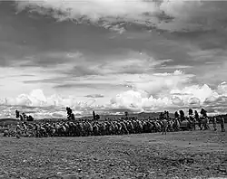 Black and white photograph of multiple people pulling a roller over rocky, uneven land