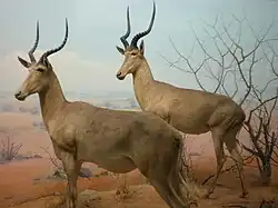 Two brown bovids