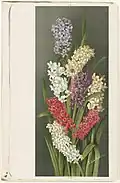Hyacinths, chromolithograph (Boston Public Library)