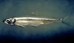 Delta smelt (Hypomesus transpacificus)[47]