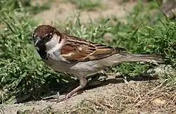 Italian sparrow
