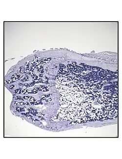 Representative distal femur histologic section of a 16-week-old C57BL/6 mouse after 6 weeks of calorie restriction demonstrating an increased quantity of marrow adipocytes.