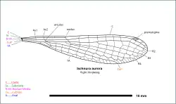Illustration of Ischnura aurora wing