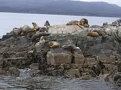 Sea lions at the Beagle Channel near Ushuaia