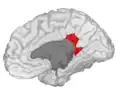 Isthmus of the cingulate gyrus, medial surface of right hemisphere