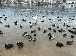 Waterbirds on the north bank
